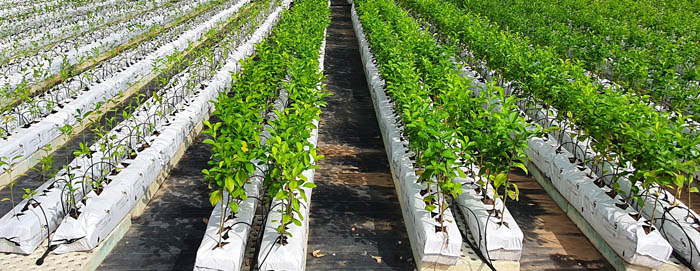 Plantación y riego con emisores